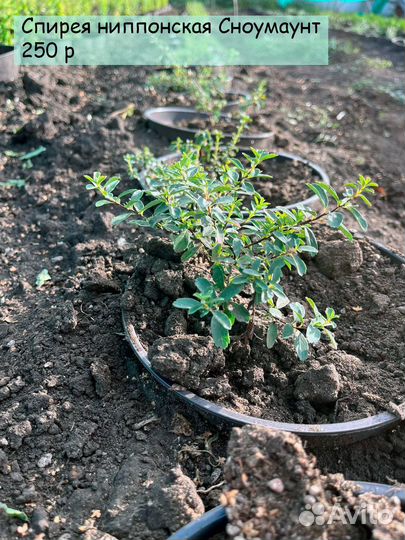 Спирея ниппонская Сноумаунт
