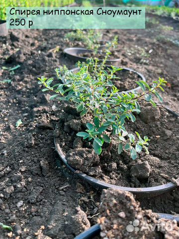 Спирея ниппонская Сноумаунт