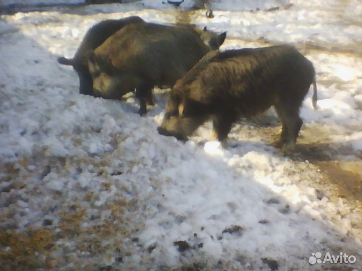 Поросята Дикие кабаны полосатики