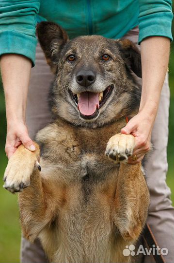 Малыш - лучший друг из приюта