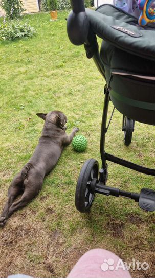 Кобель французского бульдога для вязки