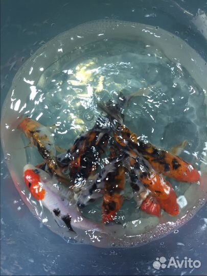 Прудовые карпы и кометы, прудовое оборудование