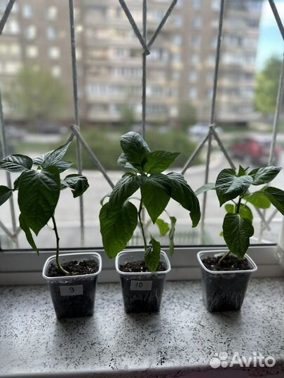 Рассада перца