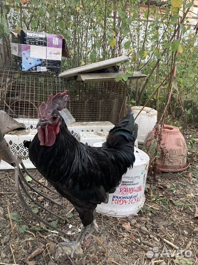 Продам петушка