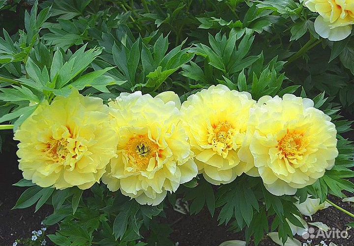 Пион «Бартзелла»