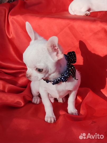 Мини мини мальчики