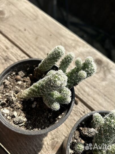 Кактусы и суккуленты