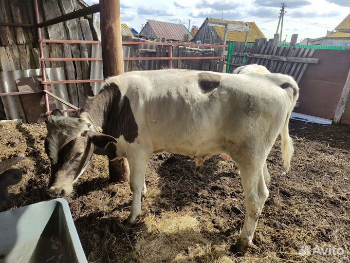 Телята бычки