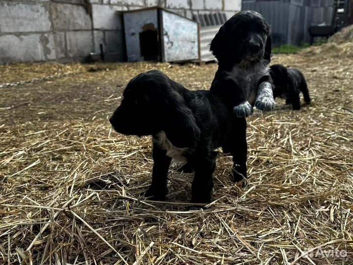 Русский спаниель