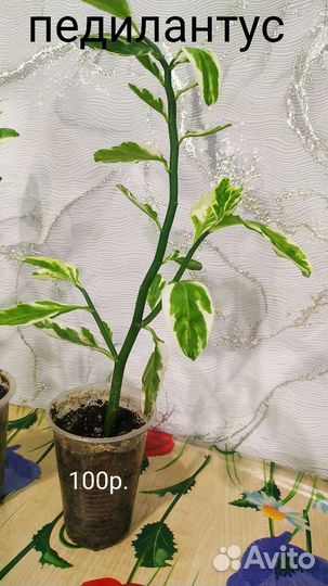 Комнатные растения цветы