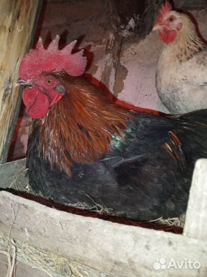 Инкубационное яйцо, Черно-Медного-Марана, цыплята