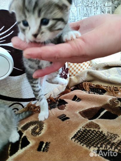 Шотландские вислоухие котята