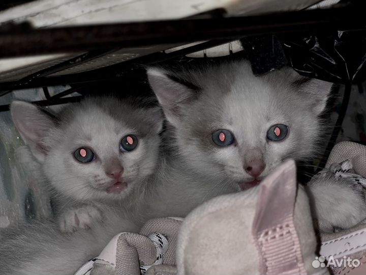 Кошка в дар бесплатно