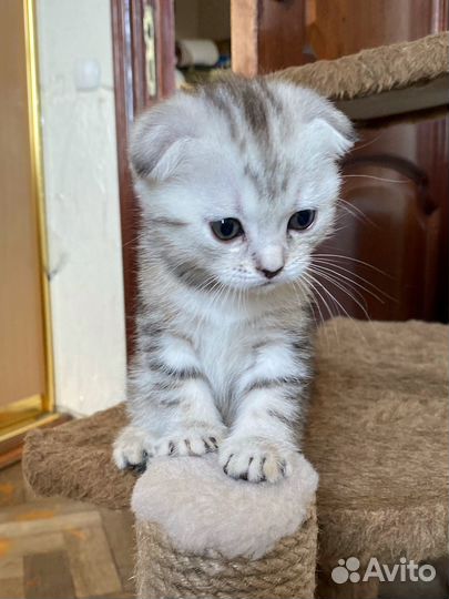 Шотландская вислоухая кошка