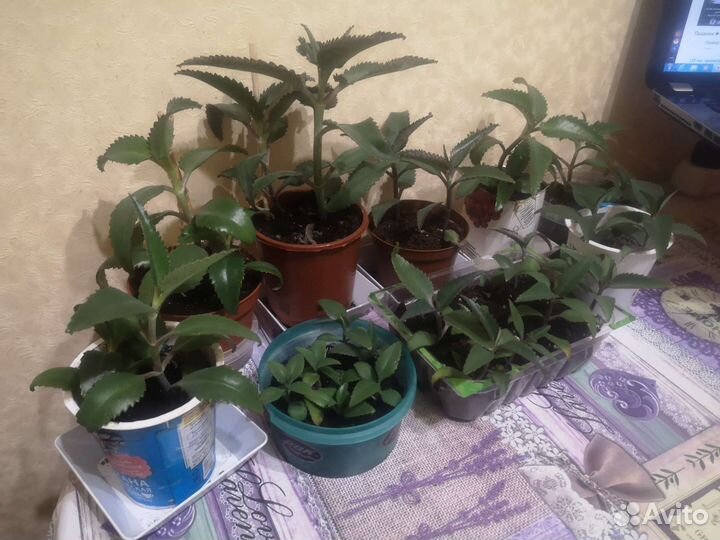 Алоэ столетник каланхоэ