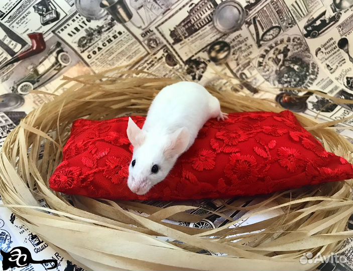 Декоративные Мышата