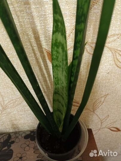 Щучий хвост