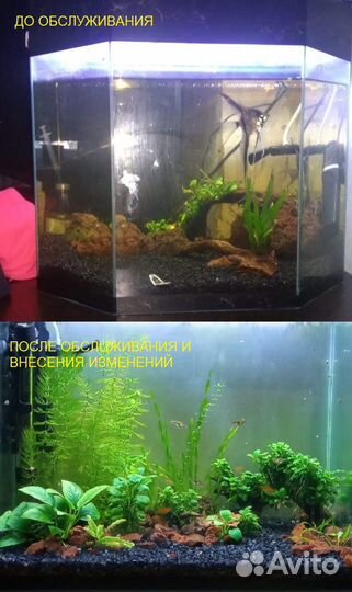 Обслуживание пресноводных аквариумов