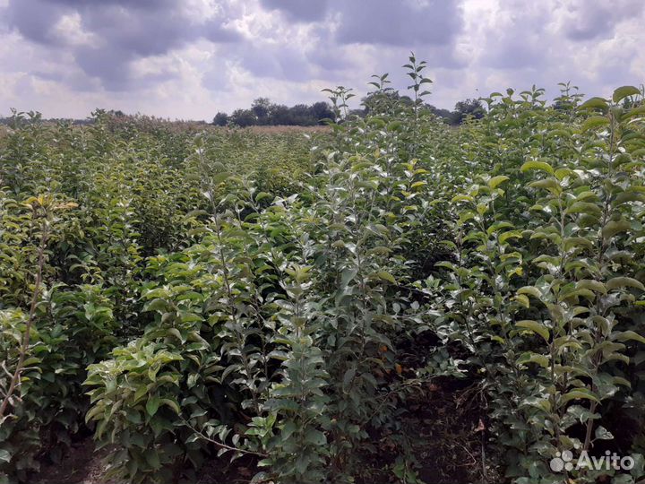 Саженцы плодовых деревьев