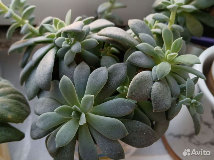 Комнатные цветы