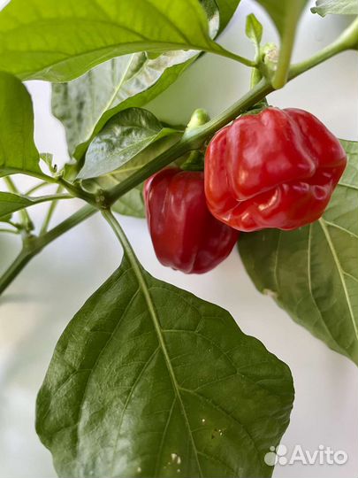 Перец острый хабанеро