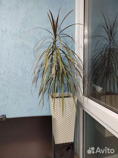 Пальма драцена