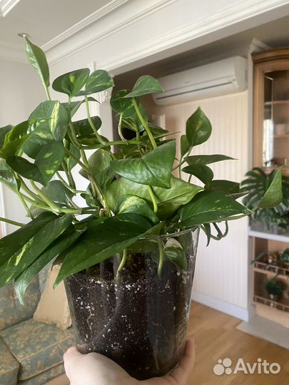 Сциндапсус