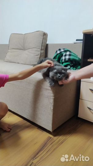 Шотландский вислоухий кот