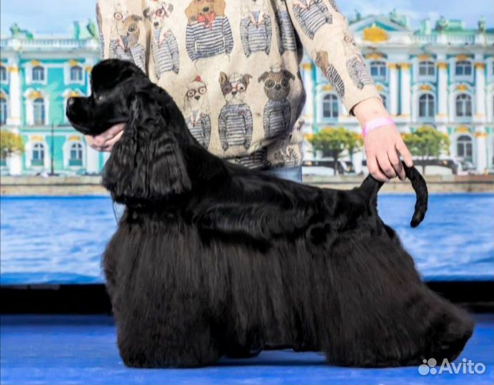 Американский кокер спаниель вязка