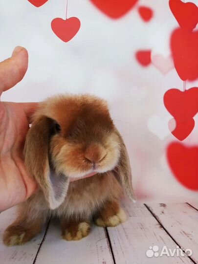 Крольчата редких окрасов