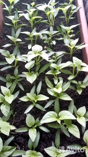 Рассада томатов