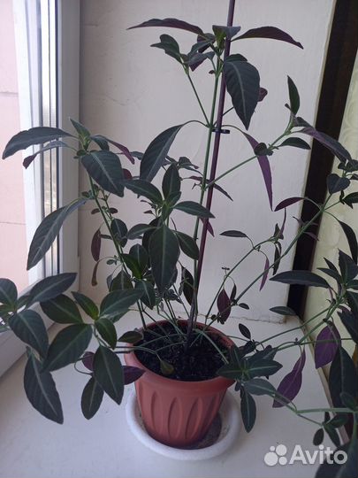 Комнатные цветы Руэллия