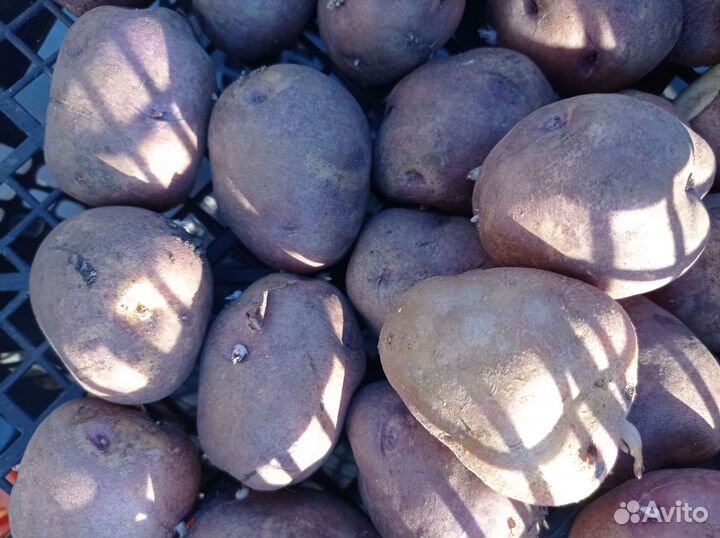 Картофель семена