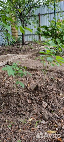 Саженцы грецкого ореха