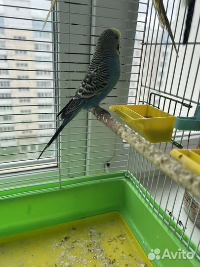 Попугай 4 штуки