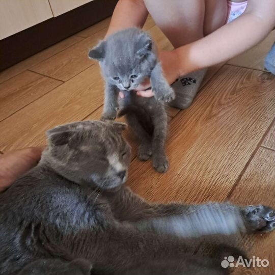 Шотландские вислоухие котята