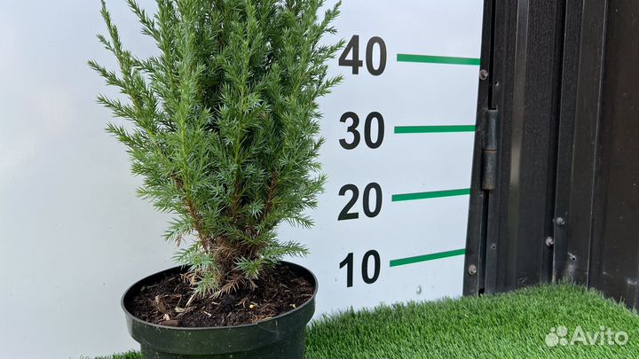 Можжевельник Стрикта 70 см