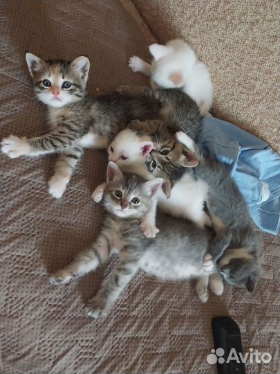 Кошки в добрые руки бесплатно
