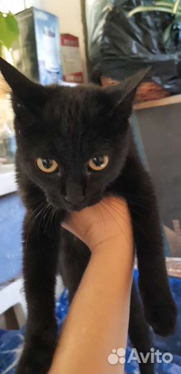 Котёнок ищет дом