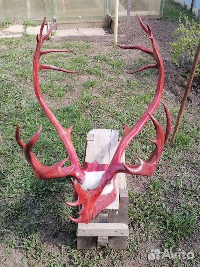 Рога оленя