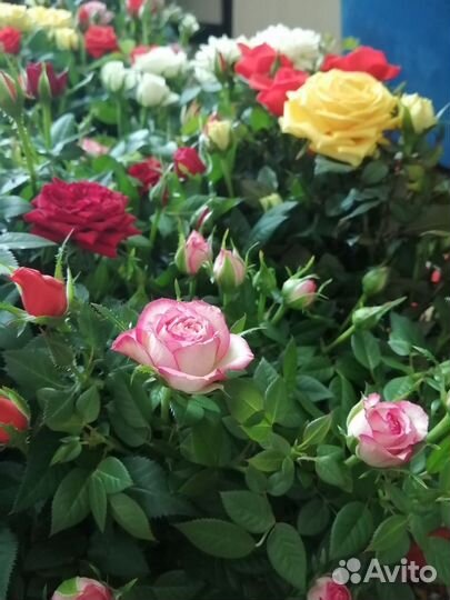Кустовые розы в горшке