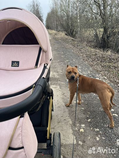 Коляска 2 в 1 bebe-mobile castello sport