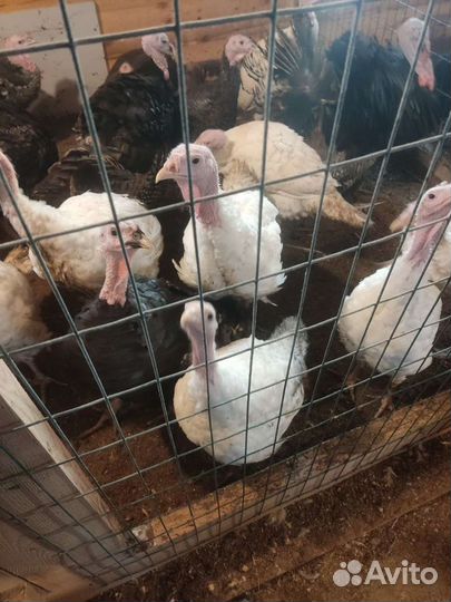 Индюки, Цесарки