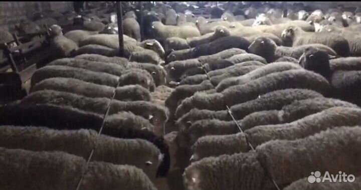 Бараны, матки, мясо
