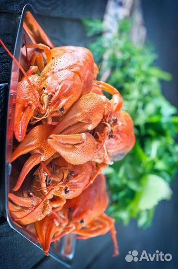 Раки живые, вареные с доставкой