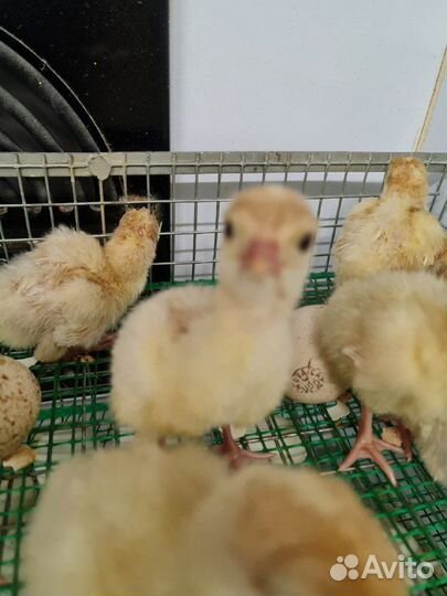 Инкубационное яйцо индейки