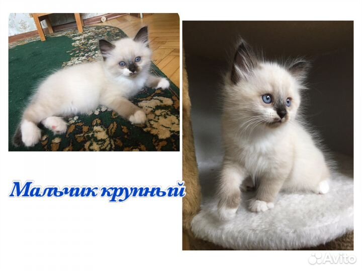Невская маскарадная