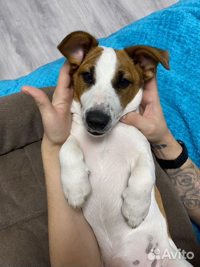 Джек рассел терьер