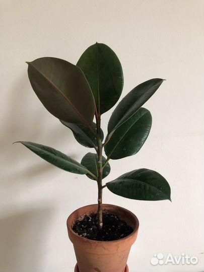 Фикус каучуконосный эластика