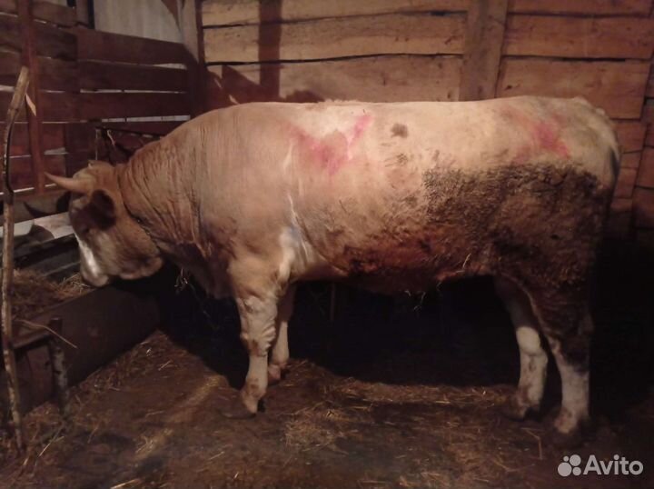 Быки на мясо живым весом